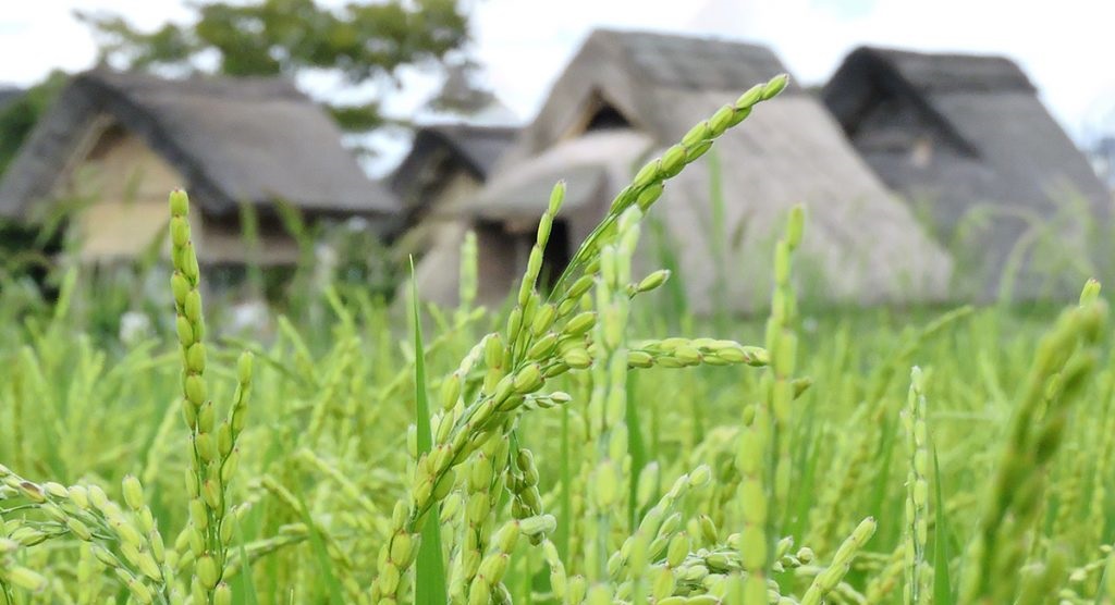 rice cultivation