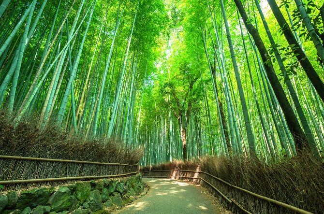 Bamboo forest