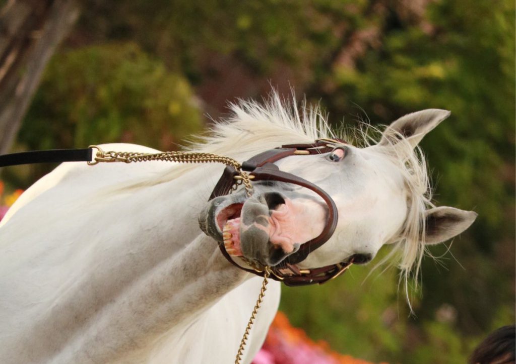 Gold Ship's funny face