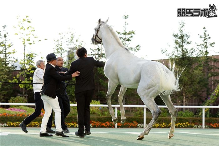 Goldship never lets anyone know that he's not in the mood even during important shoots.©horse racing lab