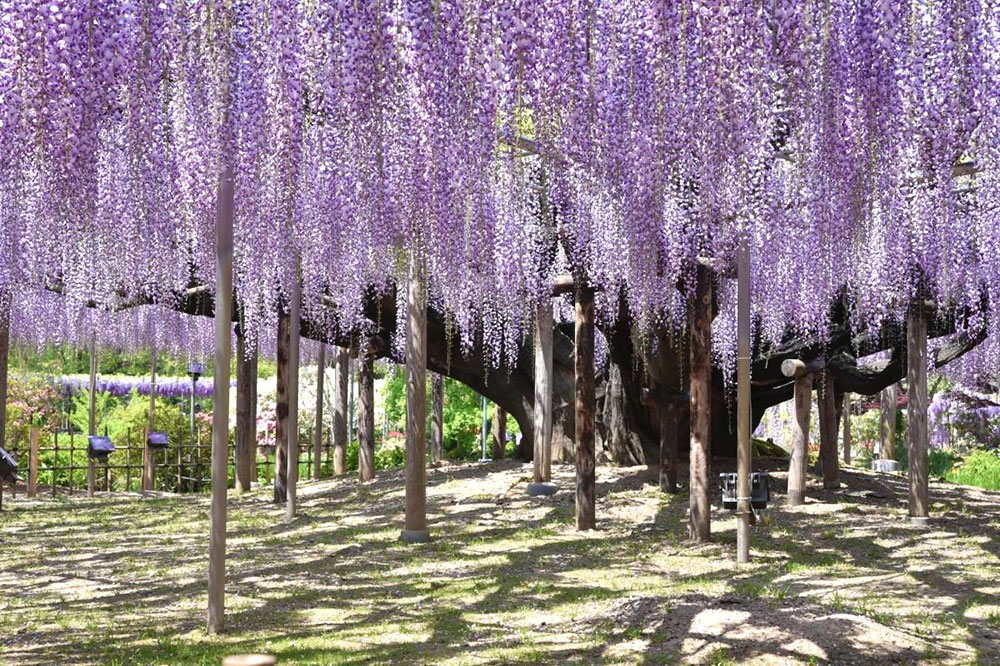 The best season to see wisteria flowers is from April to May
