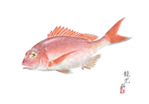colorgyotaku©Tatsunokokai