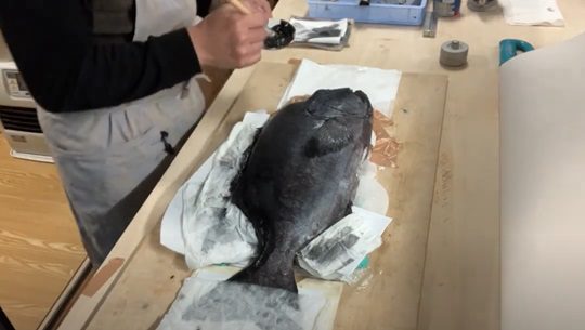 Making a fish print using the direct method