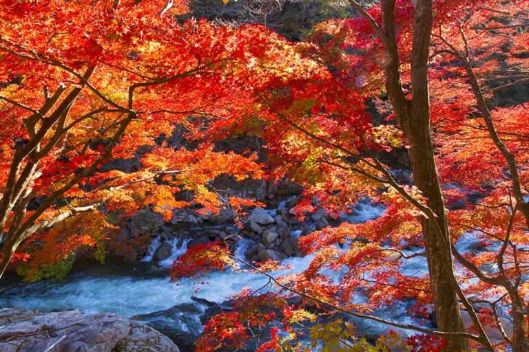 紅葉狩り©福島県観光物産交流協会
